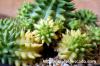 Euphorbia susannae f. variegata 瑠璃晃錦 image_5
