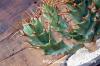 Euphorbia tortirama ユーフォルビア・トルチラマ