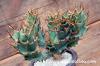 Euphorbia tortirama ユーフォルビア・トルチラマ image_3