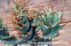Euphorbia tortirama ユーフォルビア・トルチラマ image_5