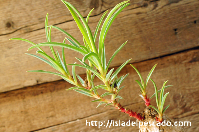 【お得高評価】81 Euphorbia trichadenia ユーフォルビア トリカデニア サボテン 多肉植物　塊根　コーデックス 塊茎 サボテン