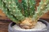Euphorbia tuberculata 緑仏塔 image_4