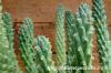 Euphorbia tuberculata 緑仏塔 image_5