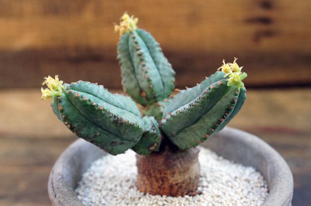 Euphorbia tubiglans ユーフォルビア・ツビグランス