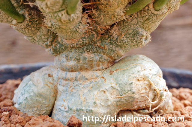isla del pescado - Euphorbia tulearensis-ユーフォルビア