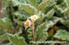 Euphorbia tulearensis ユーフォルビア・トゥレアレンシス image_5