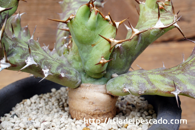 isla del pescado - Euphorbia umfoloziensis-ユーフォルビア・ウム