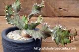 Euphorbia umfoloziensis