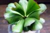 Euphorbia unispina ユーフォルビア・ユニスピナ image_3