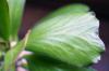 Euphorbia venenifica ユーフォルビア・ベネニフィカ image_4