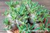 Euphorbia × 'Gabisan' 峨眉山 image_3