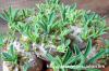 Euphorbia × 'Gabisan' 峨眉山 image_4