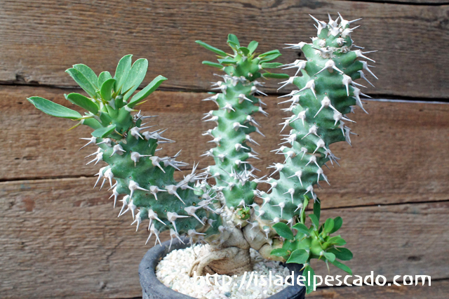 isla del pescado - Euphorbia x 'groenefica'-ユーフォルビア cv. 'groenefica'