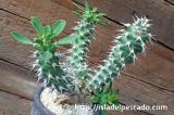 Euphorbia x 'groenefica'