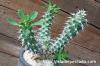 Euphorbia x 'groenefica' ユーフォルビア cv. 'groenefica'