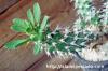 Euphorbia x 'groenefica' ユーフォルビア cv. 'groenefica' image_5