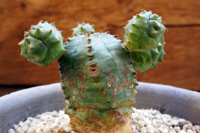 ユーフォルビア　オベサ 2024年7月入荷>ユーフォルビア オベサ | Euphorbia obesa