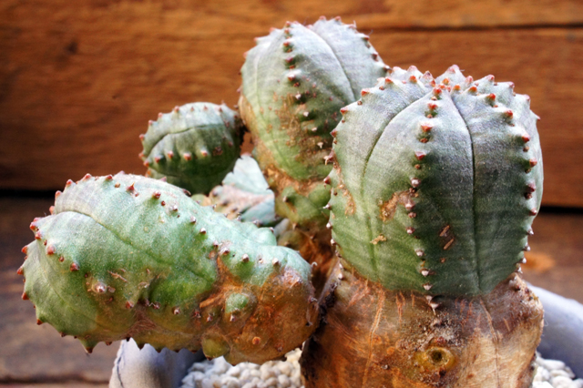 Euphorbia × 'pseudobesa' ユーフォルビア 'プセウドオベサ'