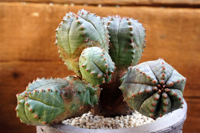 isla del pescado - Euphorbia × 'pseudobesa'-ユーフォルビア