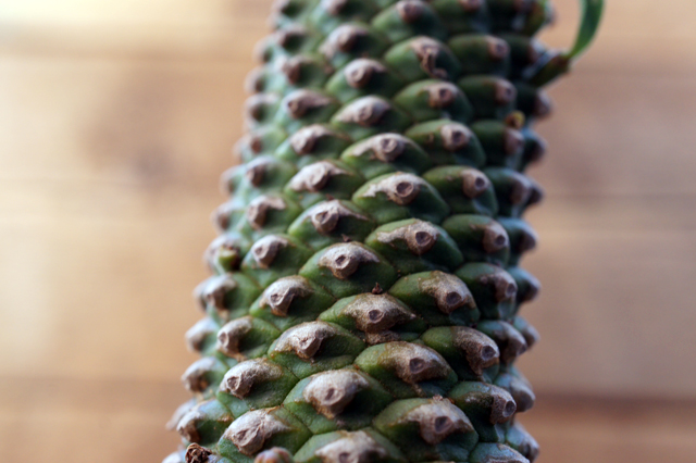 isla del pescado - Euphorbia × 'Sotetsukirin'-蘇鉄キリン