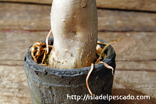 フィカス　パルメリー　塊根 フィカス パルメリー 塊根 13 フィカス パルメリー | 園芸屋 たなか