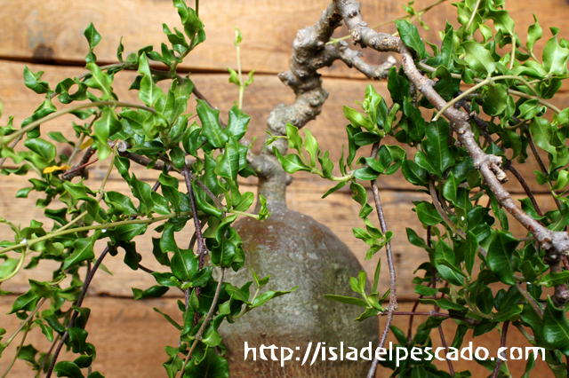 isla del pescado - Fockea capensis-フォッケア・ケーペンシス