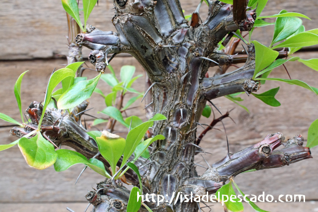 isla del pescado - Fouquieria formosa-フォークイエリア・フォルモサ