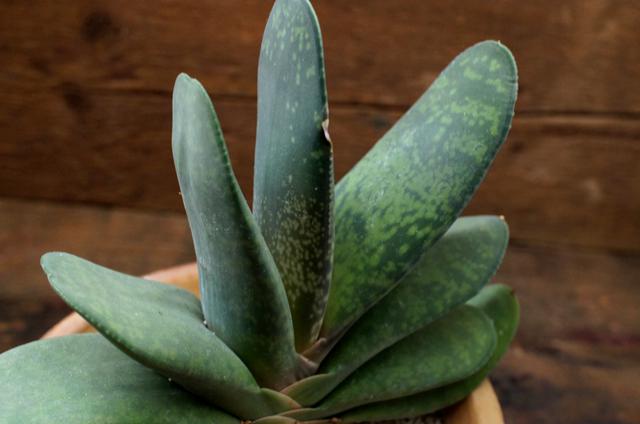 isla del pescado - Gasteria pillansii-牛舌殿