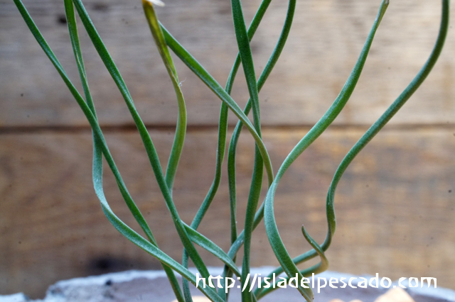 楽天市場】球根植物：ゲチリス sp*葉幅4cm 現品 一品限り : 遊恵