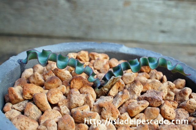 isla del pescado - Haemanthus crispus-ハエマンサス・クリスプス