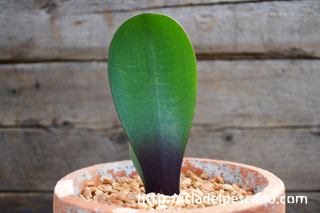 isla del pescado - Haemanthus nortieri-ハエマンサス・ノルティエリ