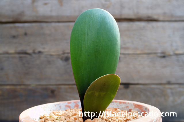 isla del pescado - Haemanthus nortieri-ハエマンサス・ノルティエリ