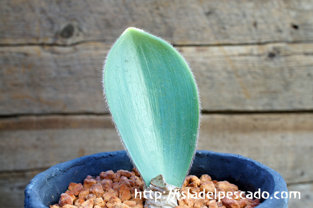 isla del pescado - Haemanthus unifoliatus-ハエマンサス・ユニ