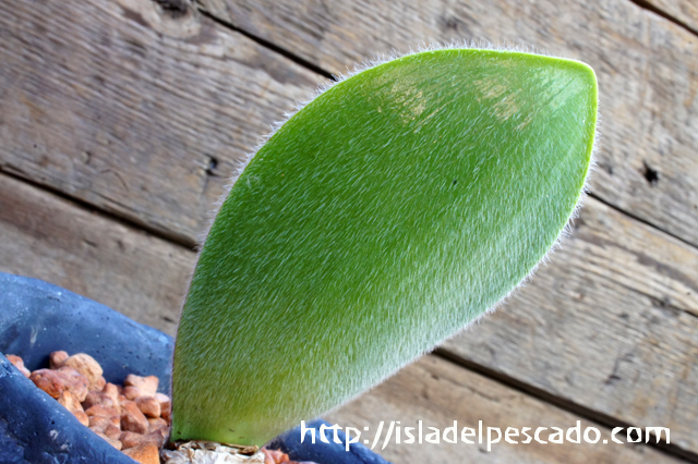 isla del pescado - Haemanthus unifoliatus-ハエマンサス・ユニフォリアツス