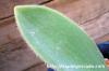 Haemanthus unifoliatus ハエマンサス・ユニフォリアツス image_3