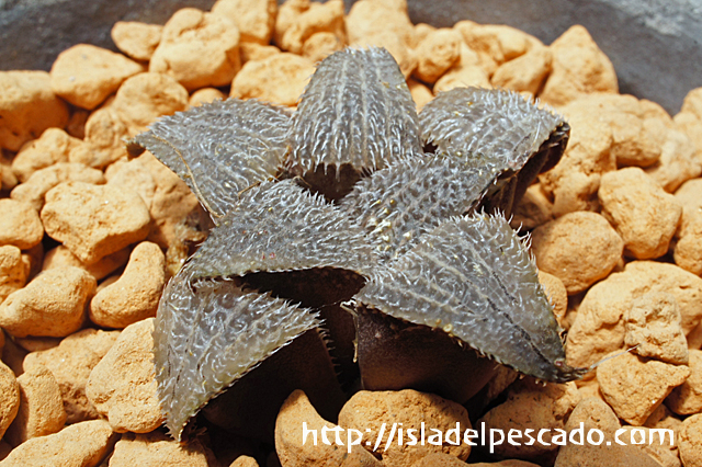 ブリンジーNo.1大型特良 ハオルチア（ハオルチオプシス）多肉植物