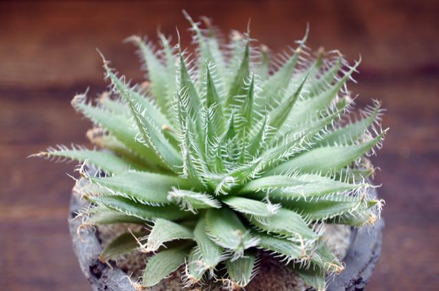 isla del pescado - Haworthia decipiens-ハオルチア・デシピエンス