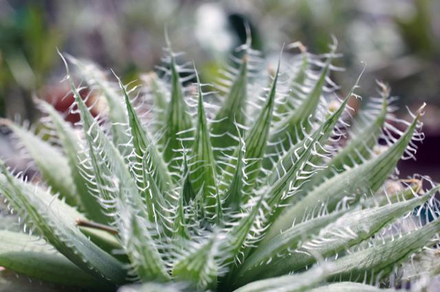 isla del pescado - Haworthia decipiens-ハオルチア・デシピエンス