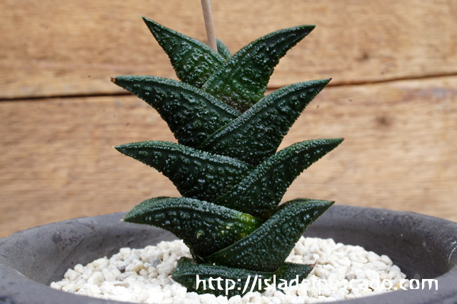 isla del pescado - Haworthia nigra-ハオルチア・ニグラ