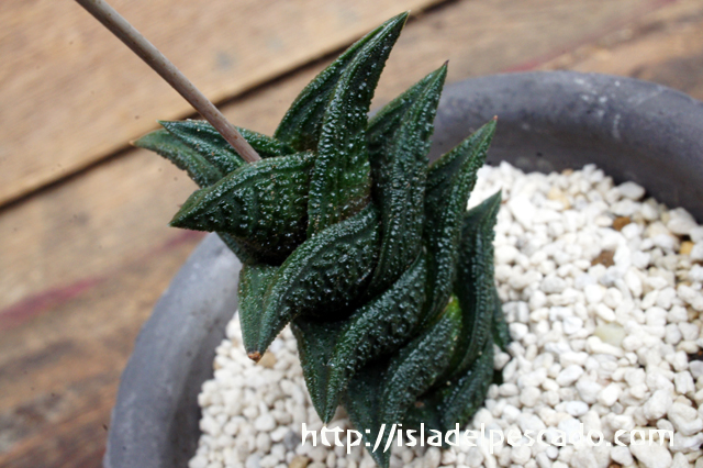 isla del pescado - Haworthia nigra-ハオルチア・ニグラ