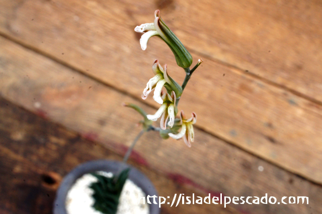 Haworthia nigra(ハオルシア・ニグラ)小型種原産 南アフリカ　東ケープ州硬葉、黒肌の異色ハオルチア。黒肌が濃い品質の良い特選苗A isla del pescado - Haworthia nigra-ハオルチア・ニグラ