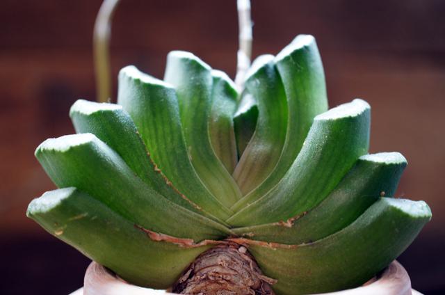 isla del pescado - Haworthia truncata-玉扇