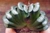 Haworthia truncata 玉扇