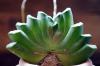 Haworthia truncata 玉扇 image_2