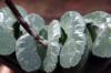 Haworthia truncata 玉扇 image_3