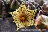 Huernia kennedyana フェルニア・ケネディアナ image_3