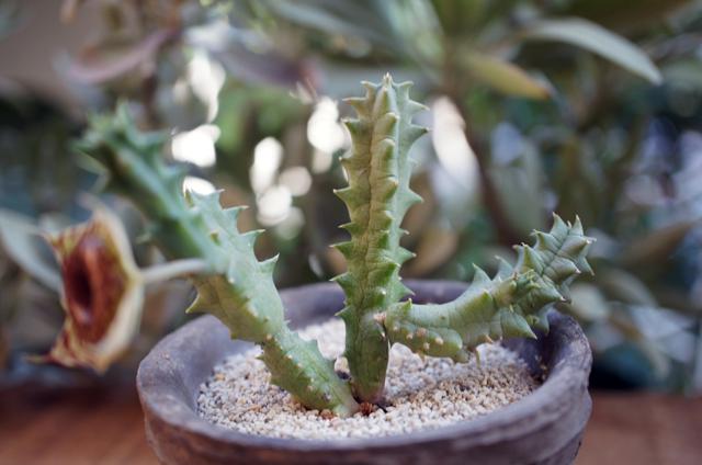 isla del pescado - Huernia zebrina-縞馬