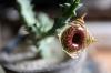 Huernia zebrina 縞馬 image_3