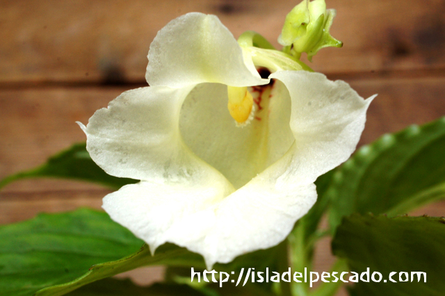 isla del pescado - Impatiens mirabilis-インパチェンス・ミラビリス