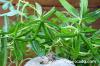 Ipomaea cairica イポメア・カイリカ image_4